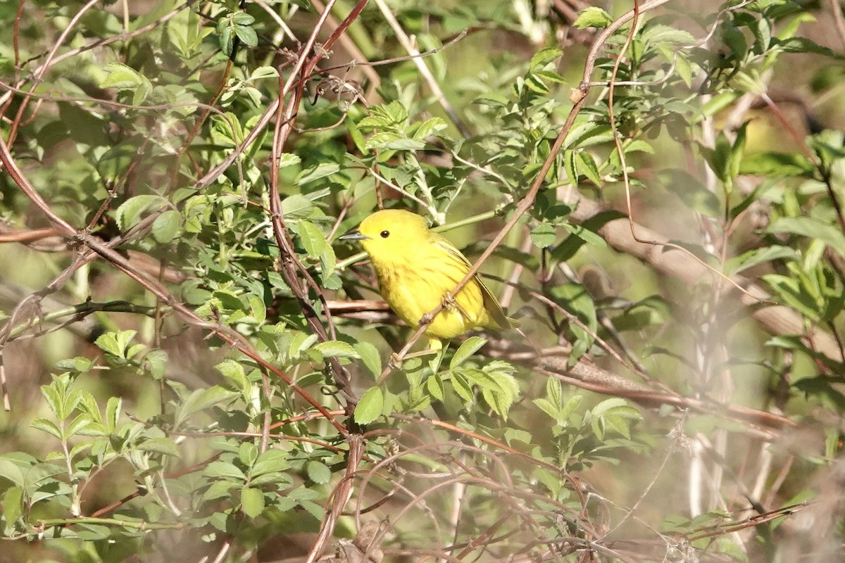Yellow Warbler - Benjamin Weihe
