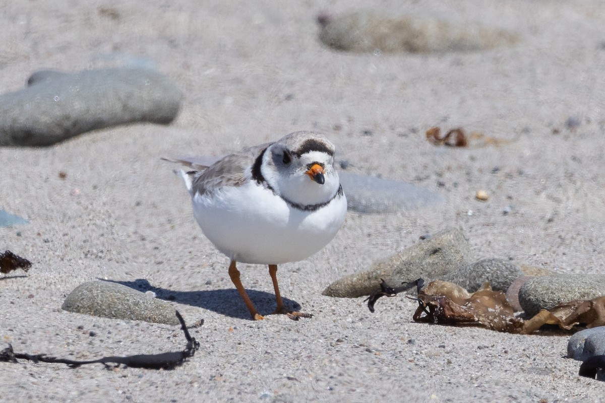Piping Plover - ML618021147