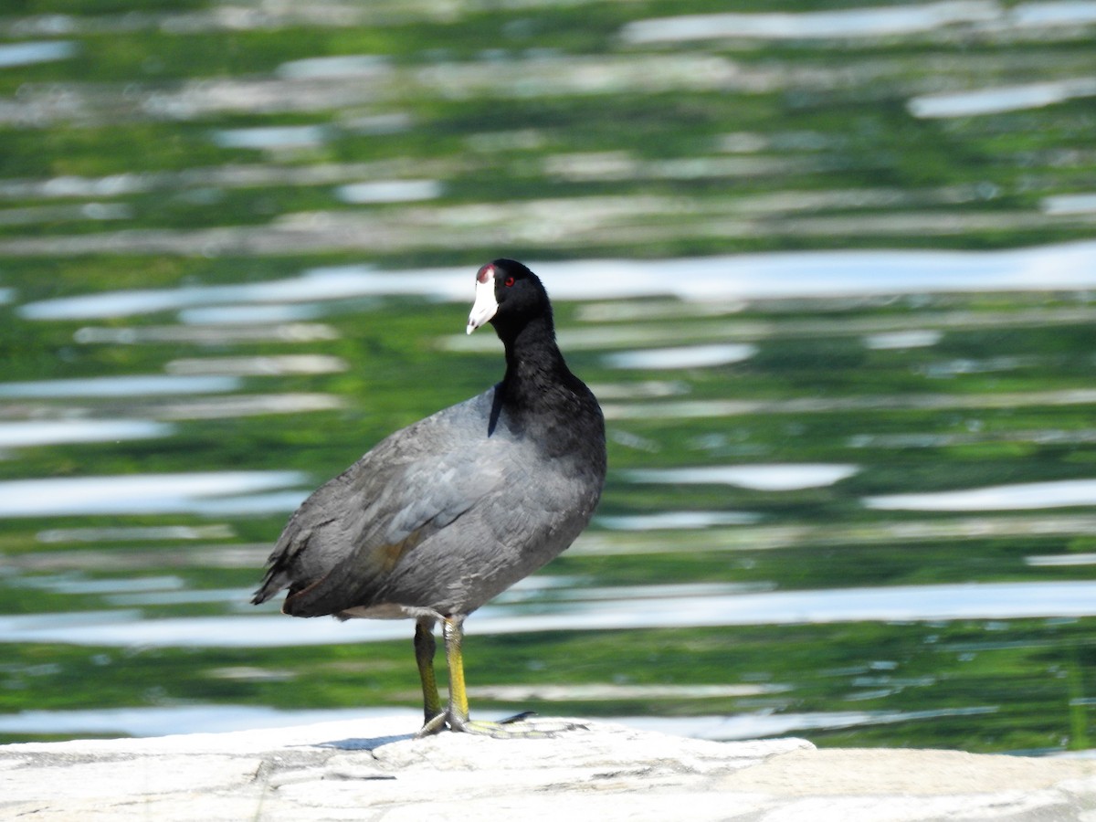 American Coot - Marco Costa