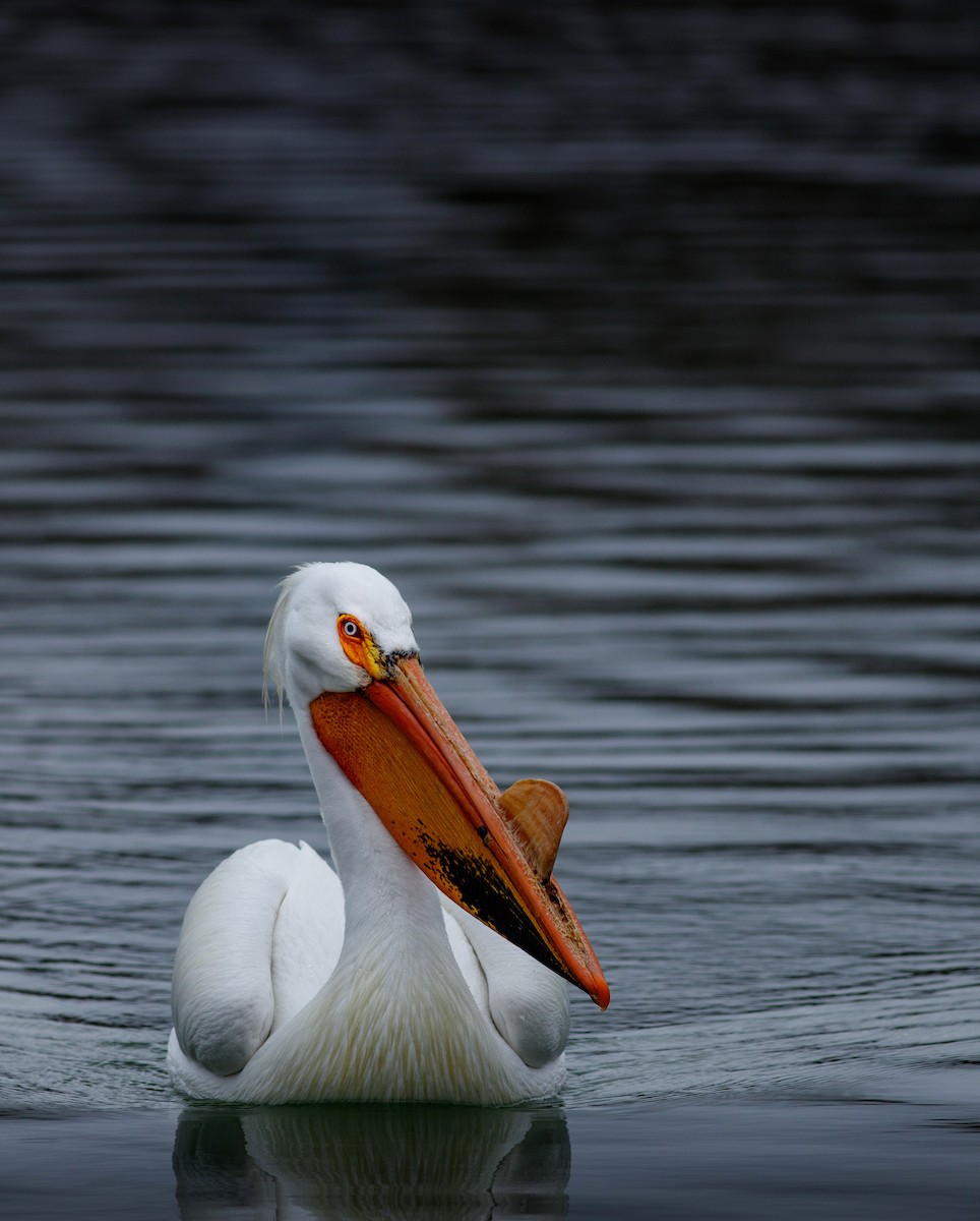 American White Pelican - Eric Spink