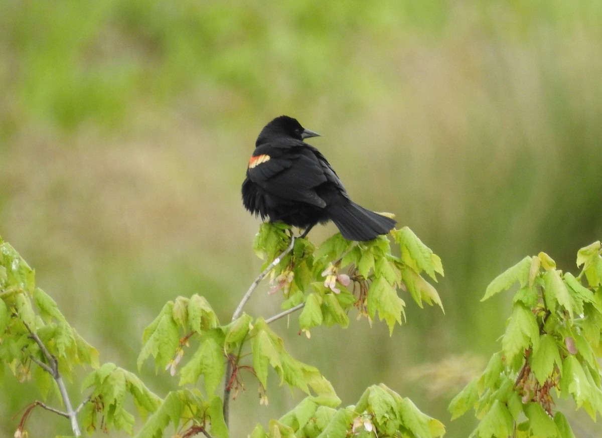Red-winged Blackbird - Bruce Hill