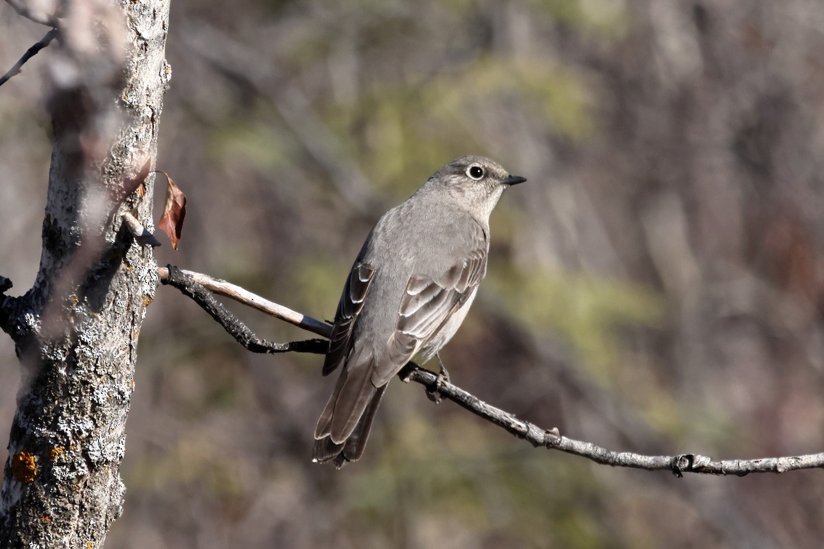 Townsend's Solitaire - Bruno C