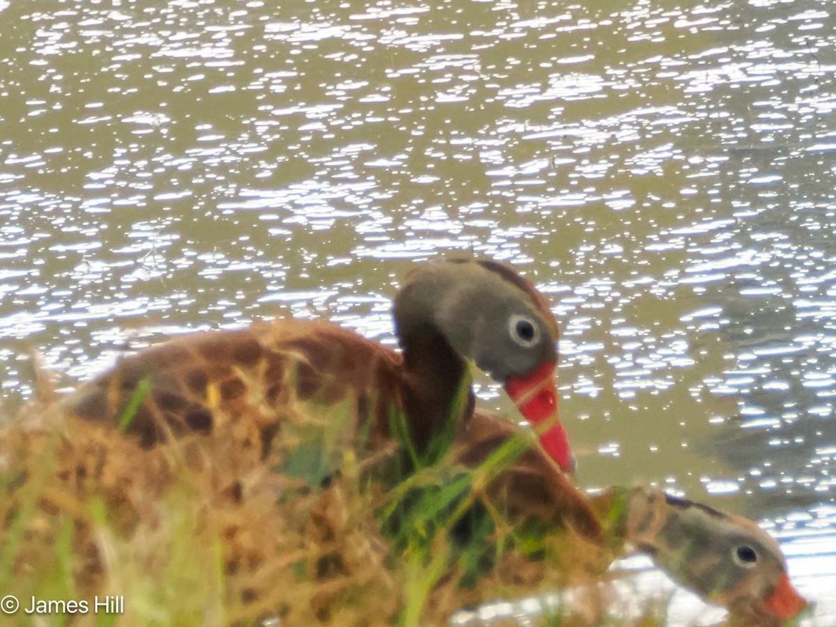 Black-bellied Whistling-Duck - James Hill