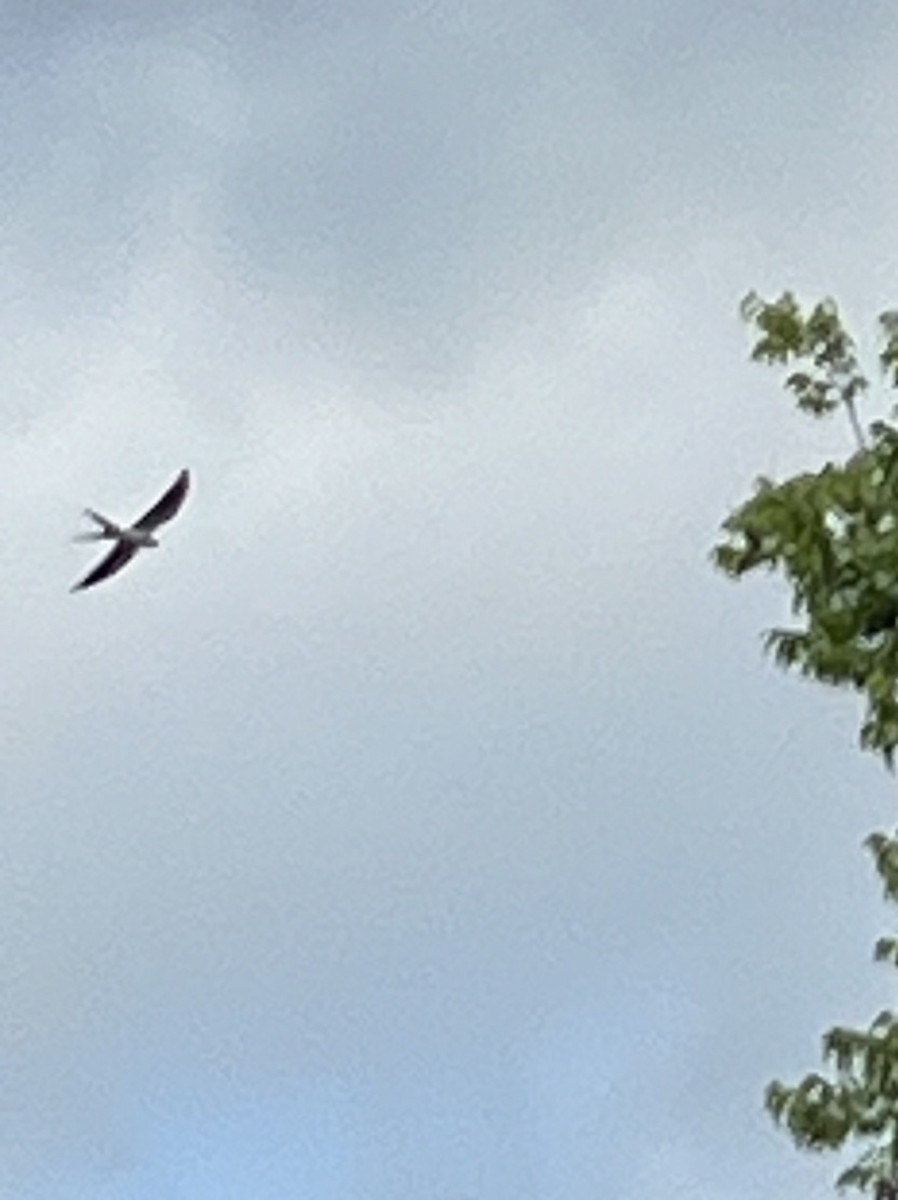 Swallow-tailed Kite - ML618021260