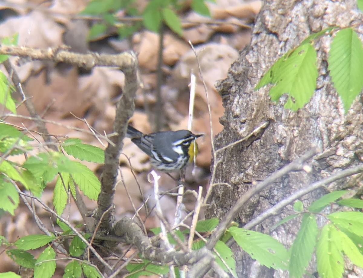 Yellow-throated Warbler - ML618021269