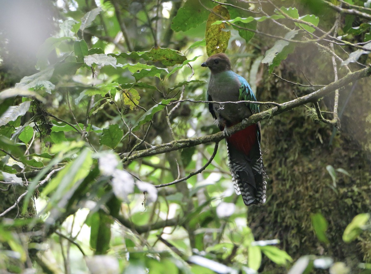 Resplendent Quetzal (Guatemalan) - ML618021271