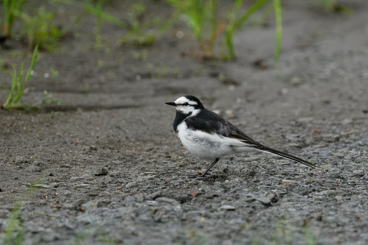 White Wagtail (Black-backed) - ML618021296