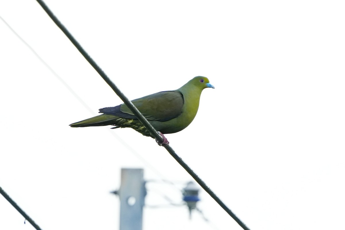 Тайваньский зелёный голубь - ML618021315