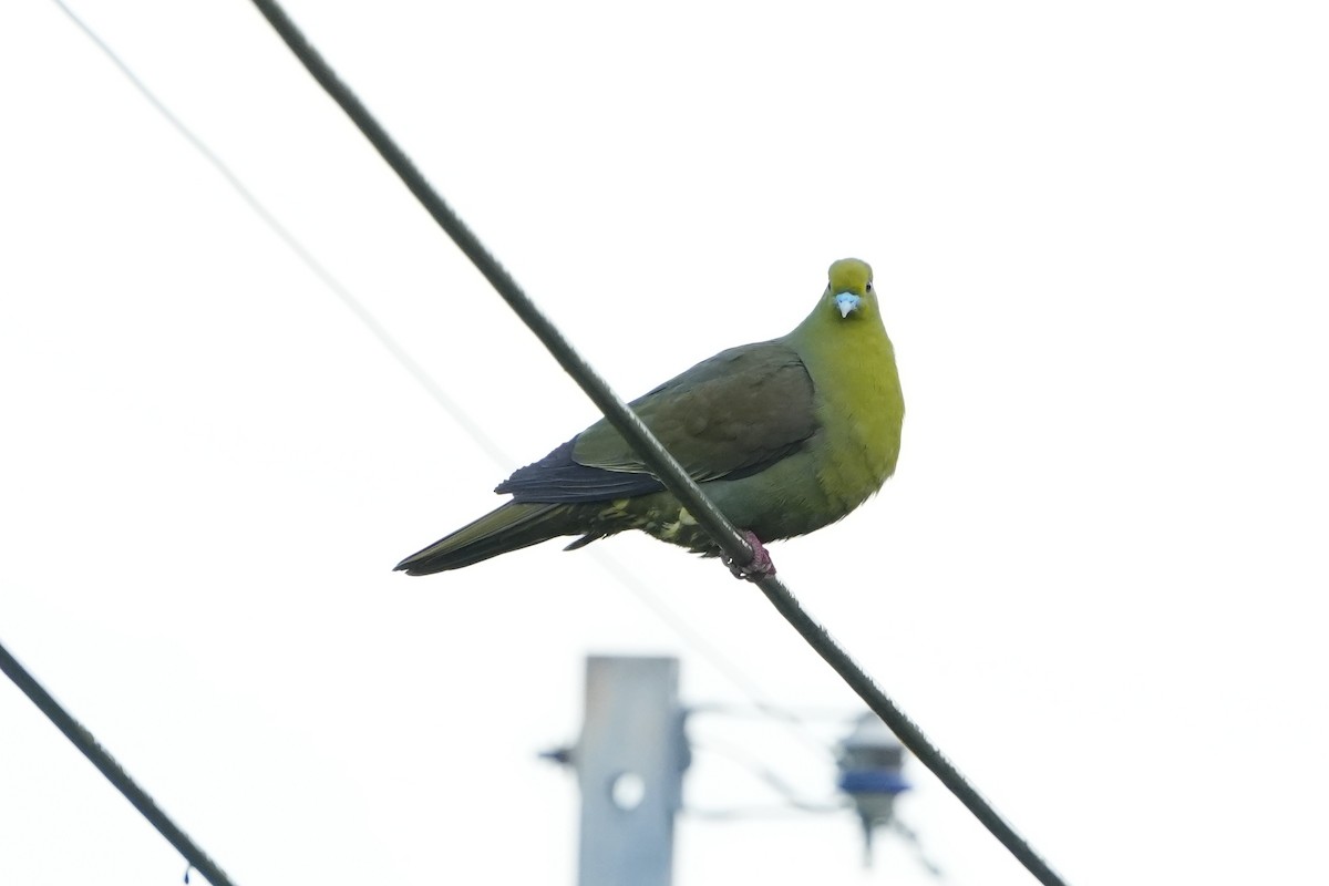 Тайваньский зелёный голубь - ML618021316