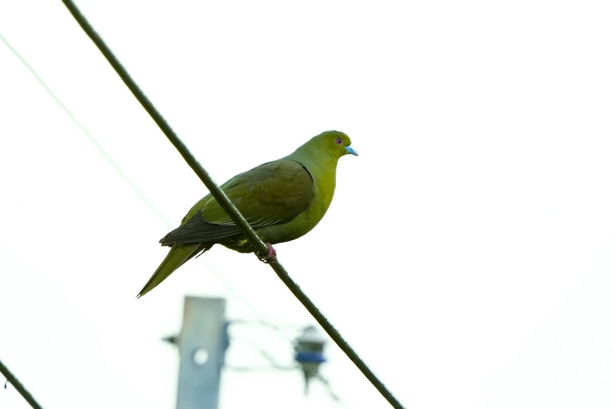Тайваньский зелёный голубь - ML618021317