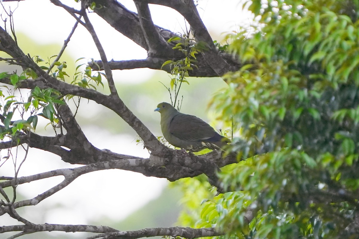 Тайваньский зелёный голубь - ML618021318