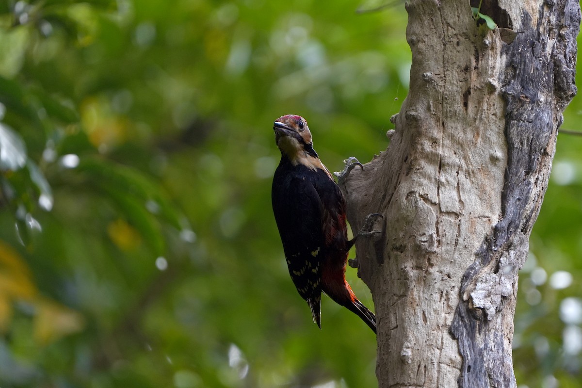 White-backed Woodpecker (Amami) - ML618021373