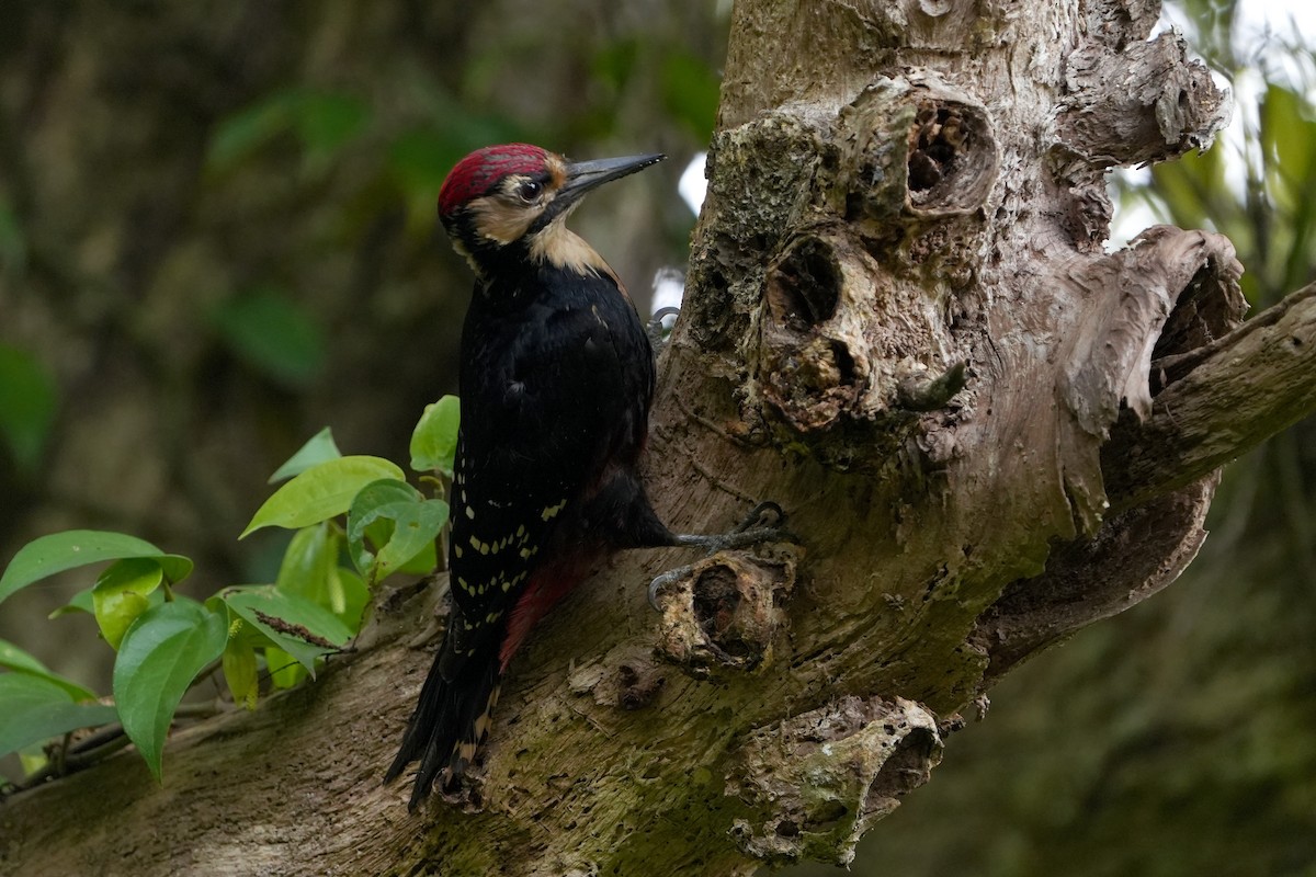 White-backed Woodpecker (Amami) - ML618021374