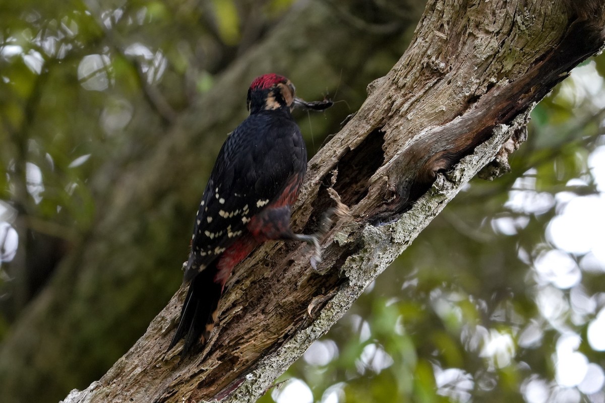 White-backed Woodpecker (Amami) - ML618021376