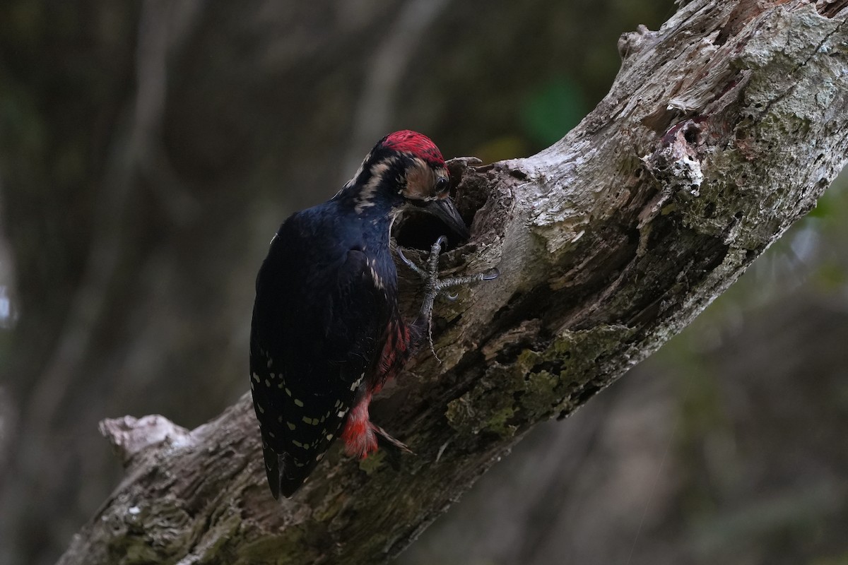 White-backed Woodpecker (Amami) - ML618021377