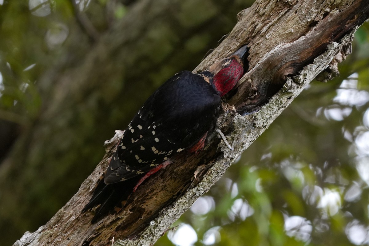 White-backed Woodpecker (Amami) - ML618021378