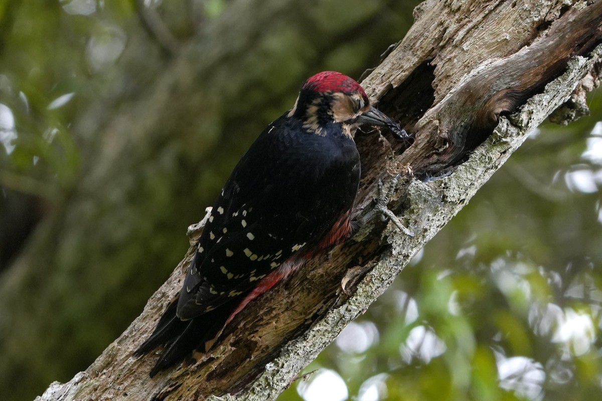 White-backed Woodpecker (Amami) - ML618021379