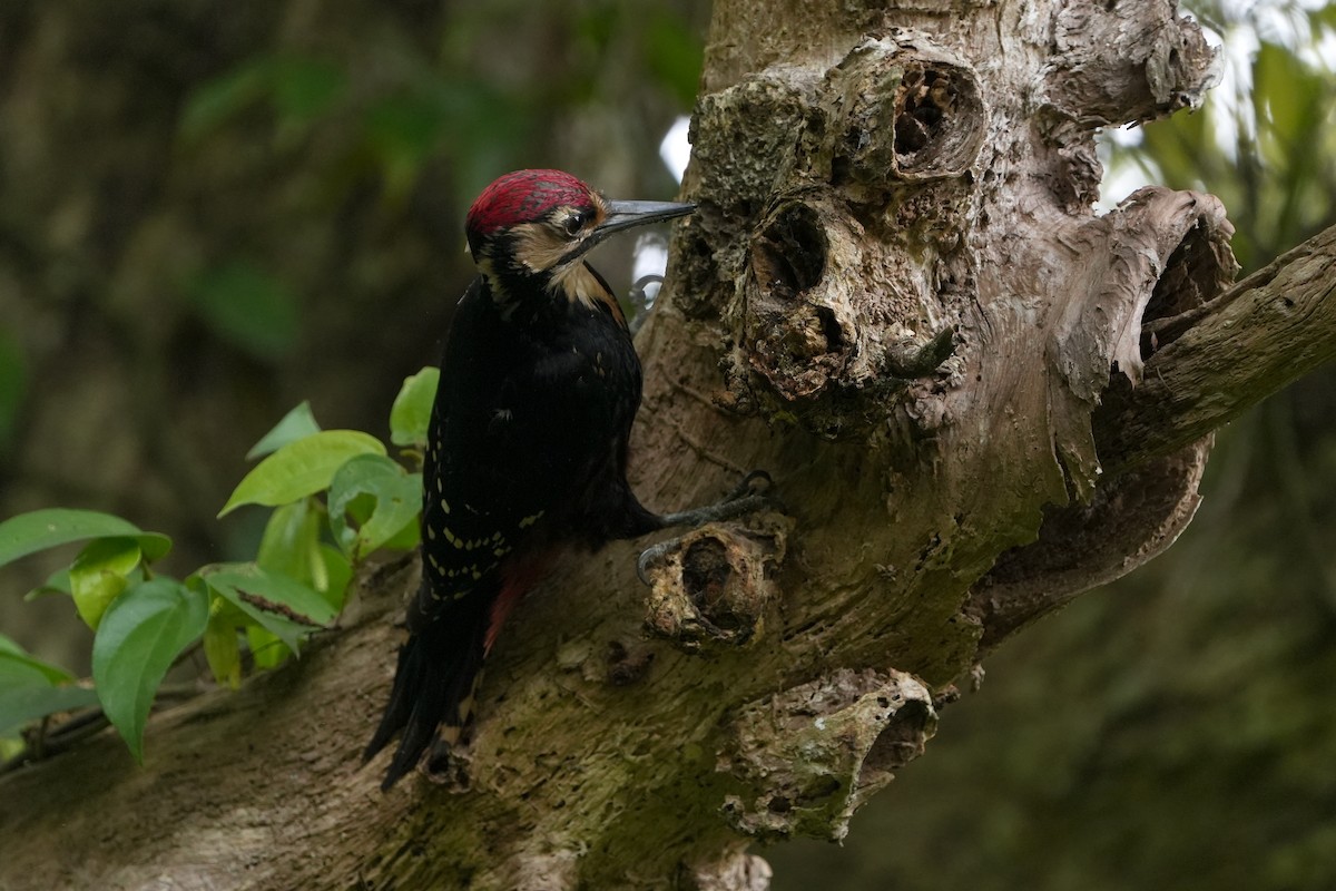 White-backed Woodpecker (Amami) - ML618021380