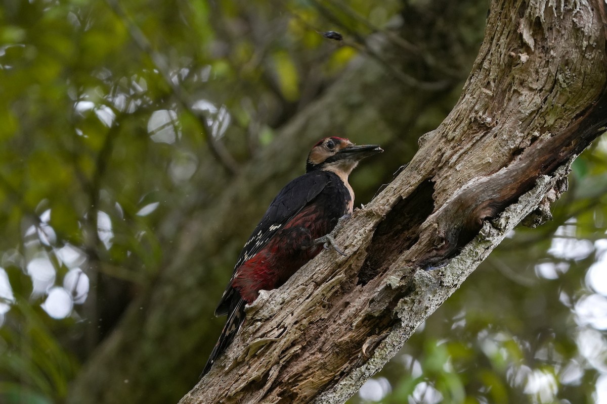 White-backed Woodpecker (Amami) - ML618021381