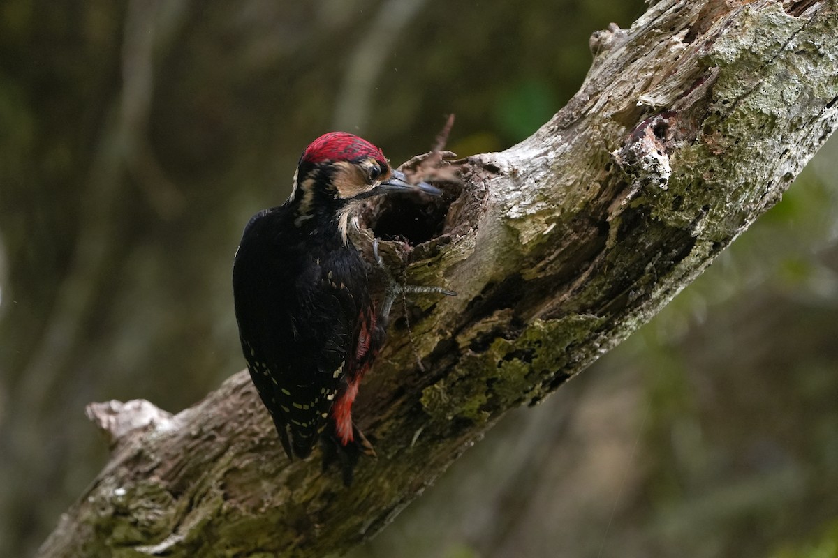 White-backed Woodpecker (Amami) - ML618021382