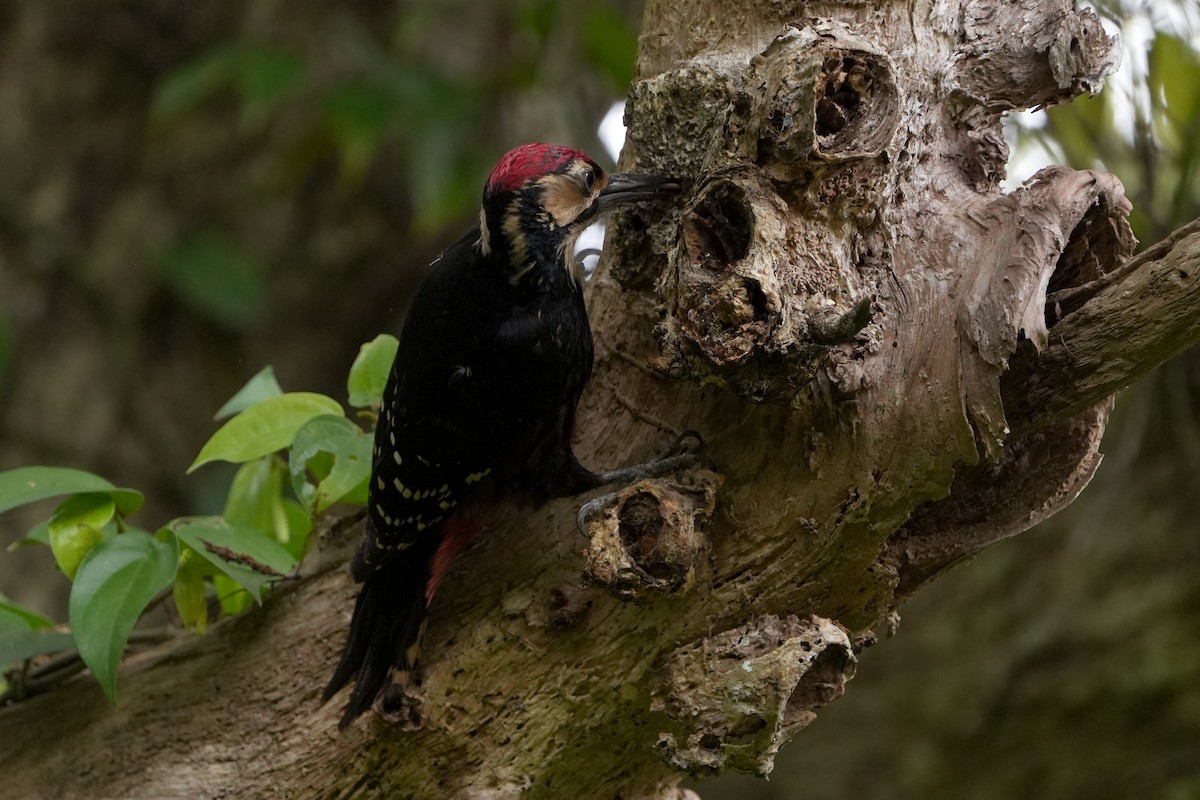 White-backed Woodpecker (Amami) - ML618021383