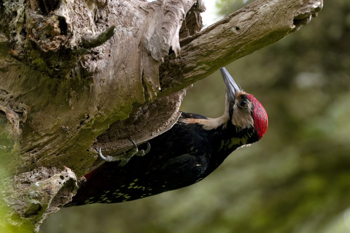 White-backed Woodpecker (Amami) - ML618021386