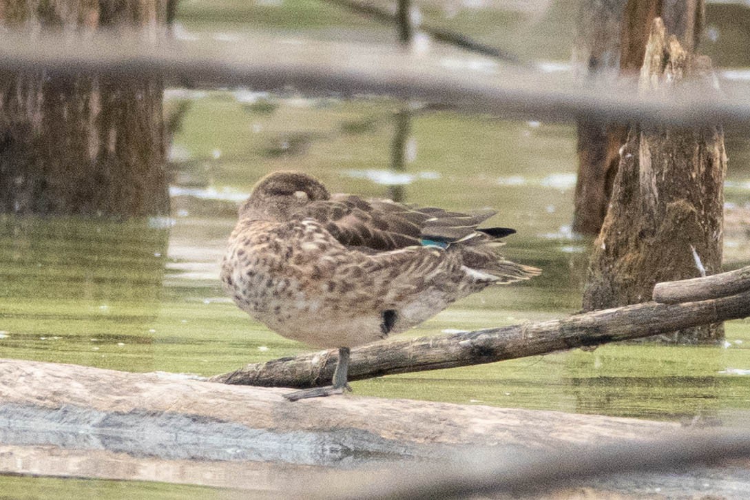 Green-winged Teal - ML618021391