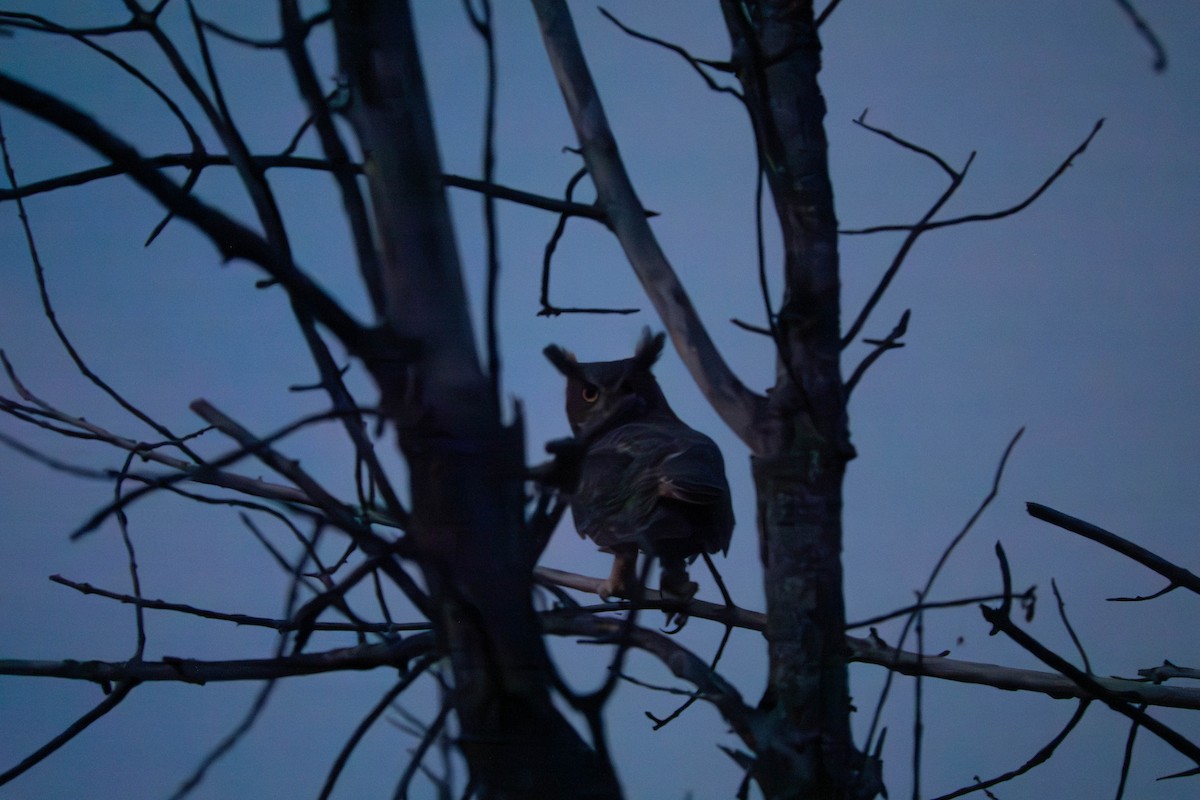 Great Horned Owl - ML618021393