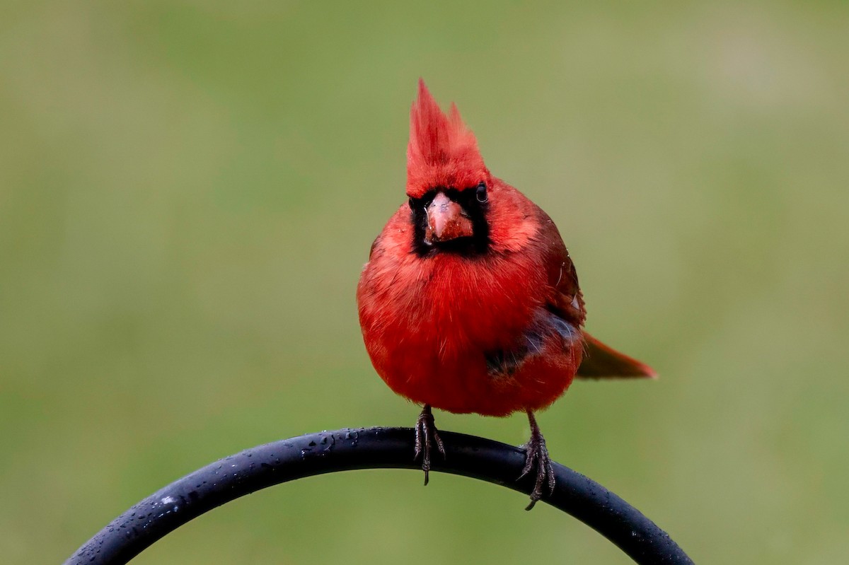 Cardinal rouge - ML618021395