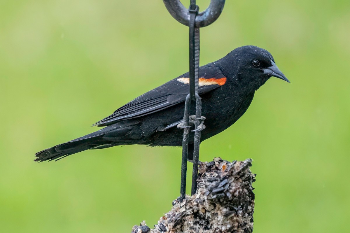Red-winged Blackbird - ML618021398