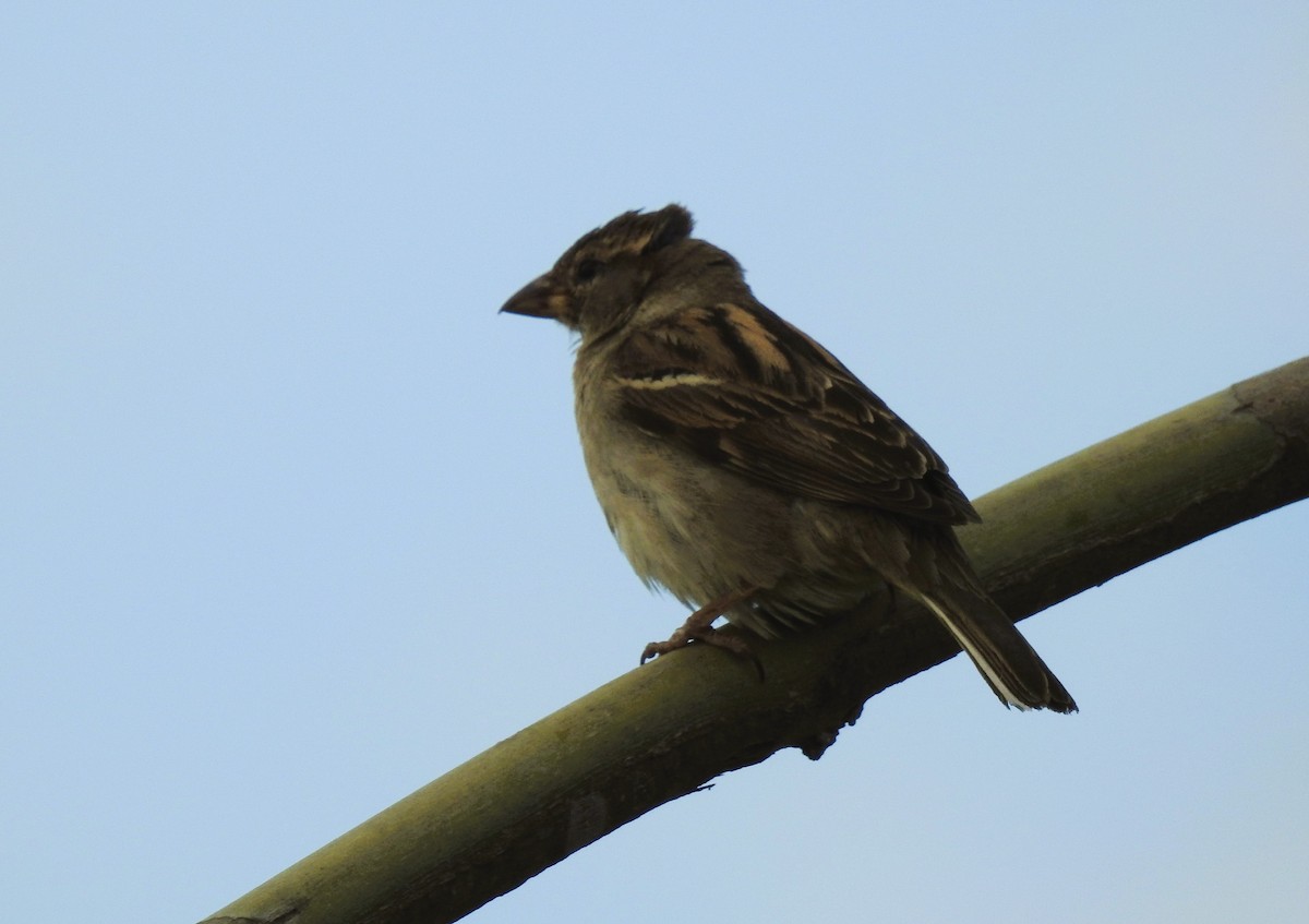 House Sparrow - Bruce Hill