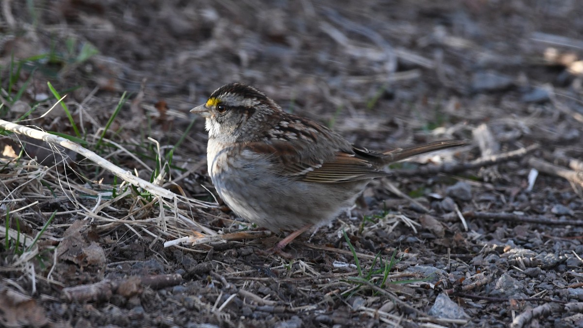 White-throated Sparrow - ML618021435