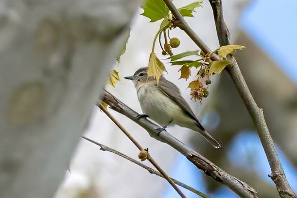 Warbling Vireo - LAURA FRAZIER