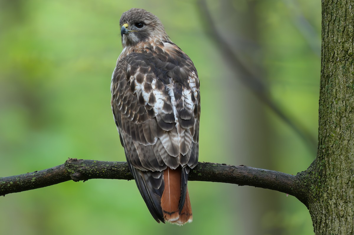 Red-tailed Hawk - Zachary Vaughan