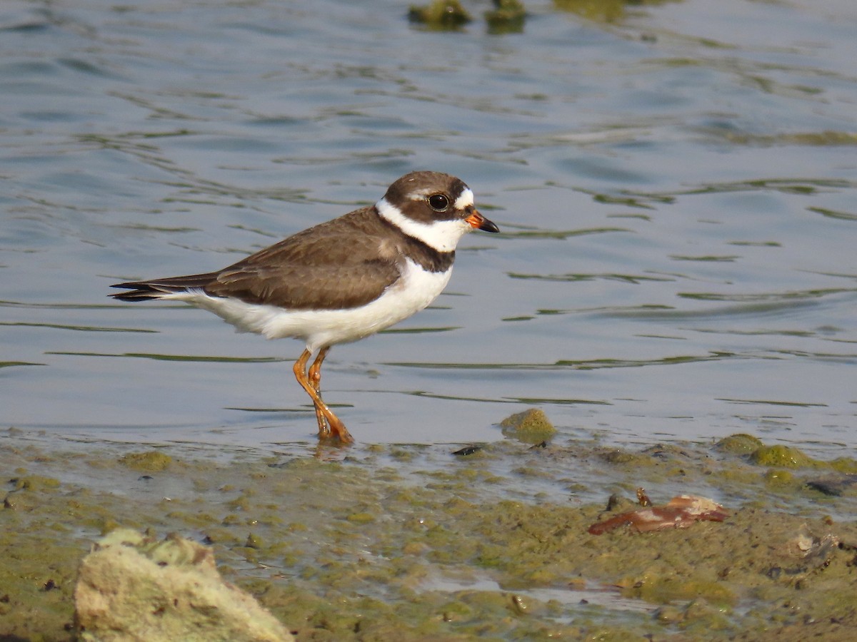 Semipalmated Plover - ML618021487