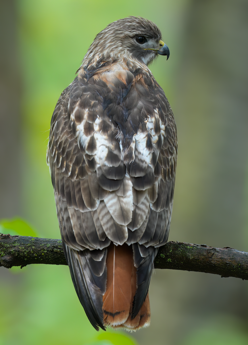 Red-tailed Hawk - Zachary Vaughan