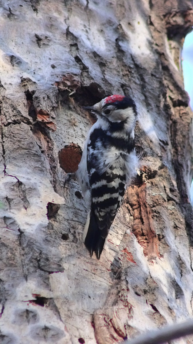 Lesser Spotted Woodpecker - ML618021498