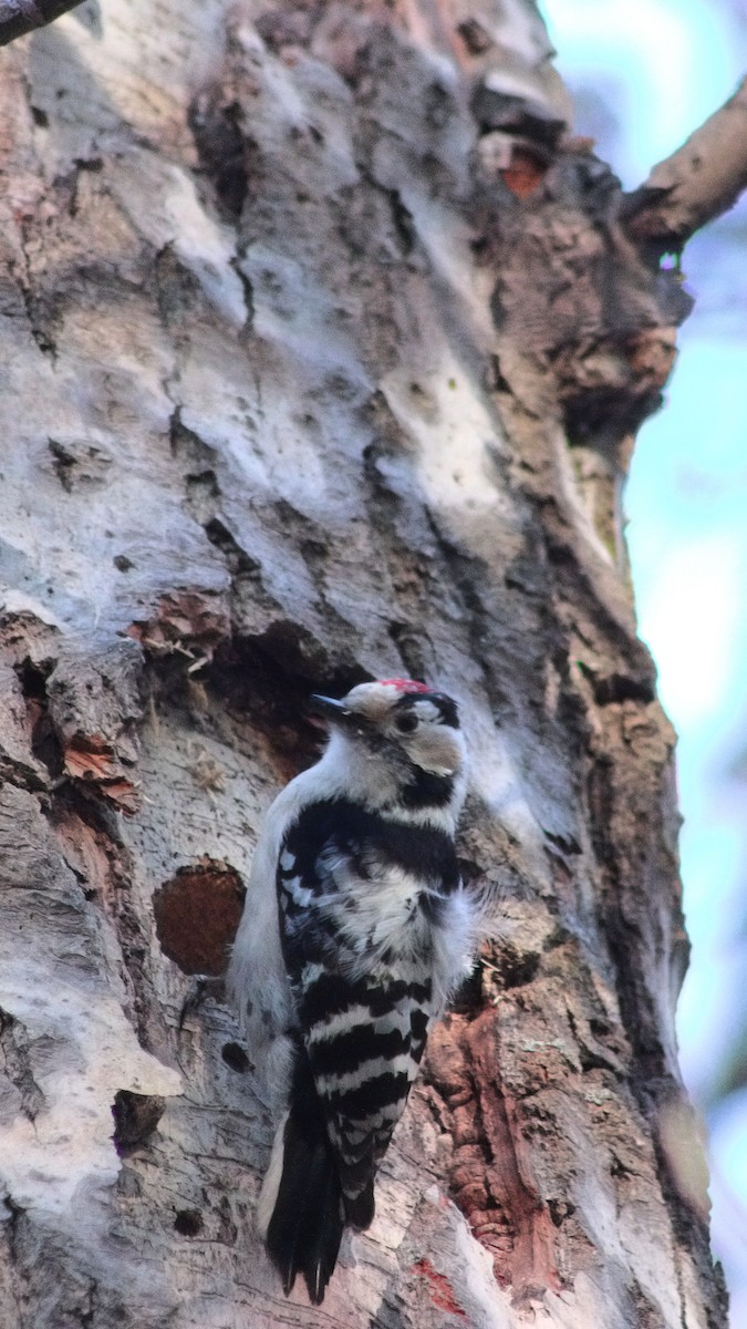 Lesser Spotted Woodpecker - Ivan Ivan