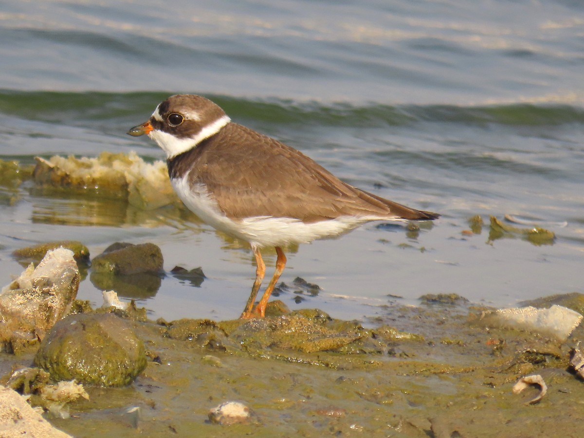 Semipalmated Plover - ML618021505