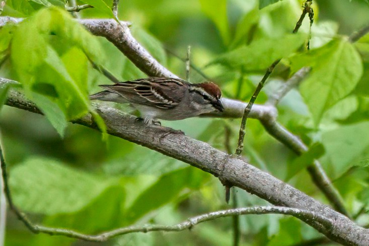Chipping Sparrow - ML618021519