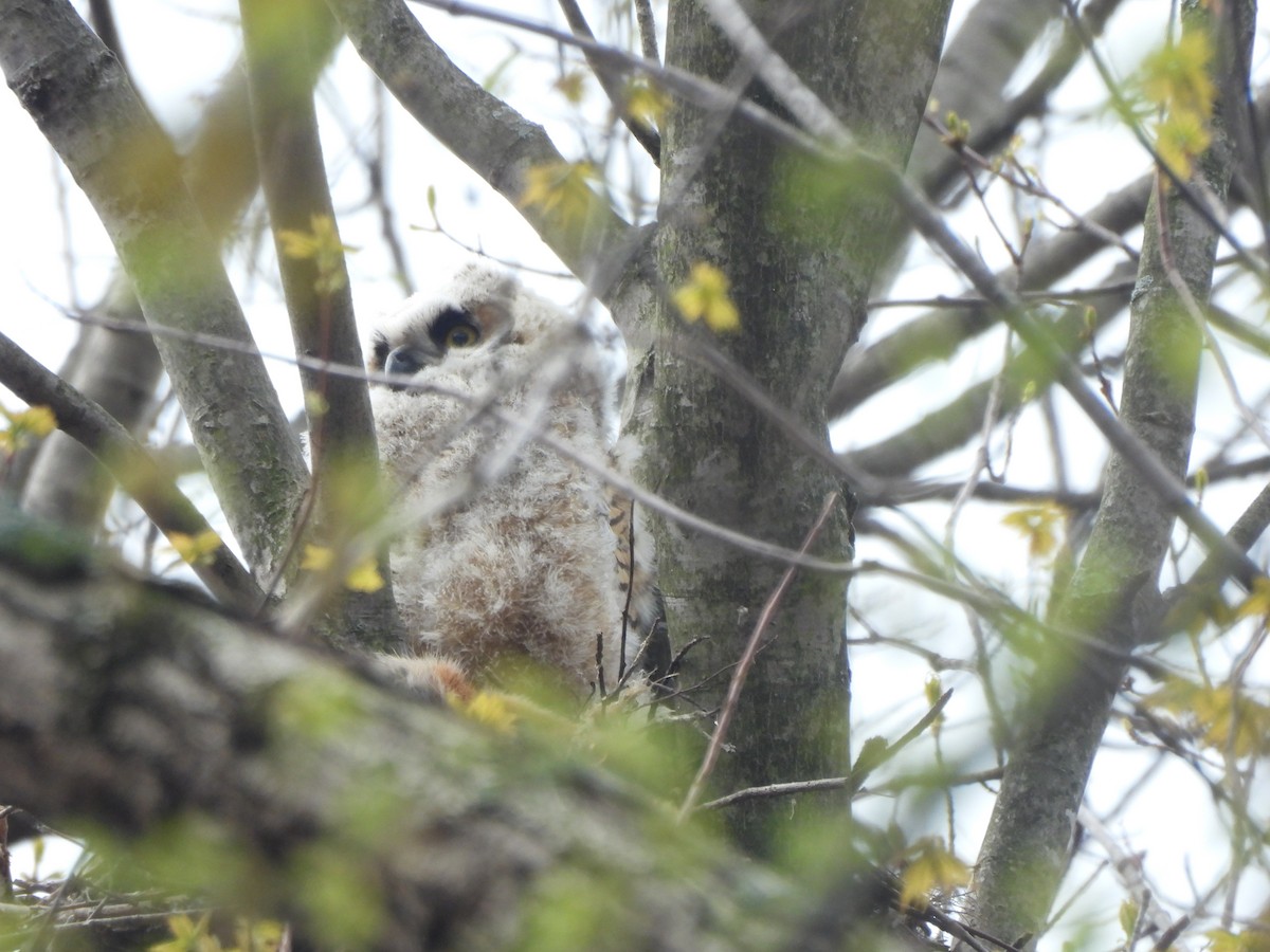 Great Horned Owl - ML618021520