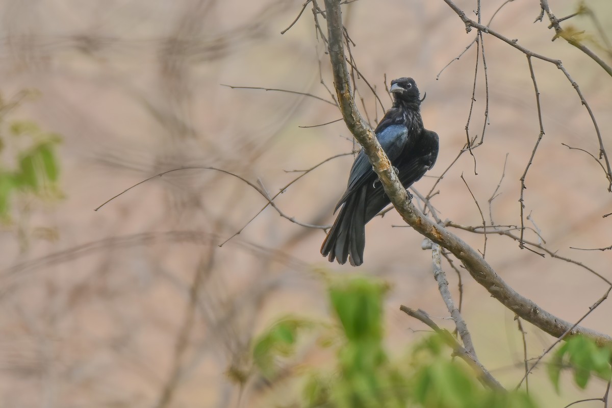 Hair-crested Drongo - ML618021542