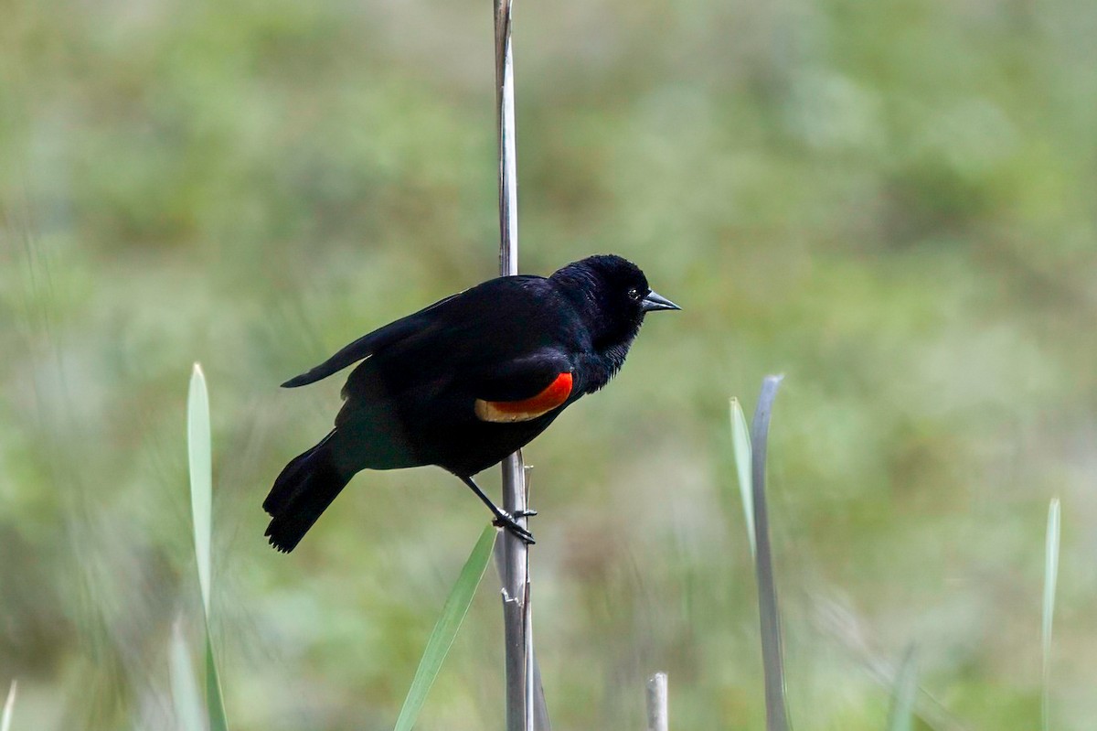 Red-winged Blackbird - LAURA FRAZIER
