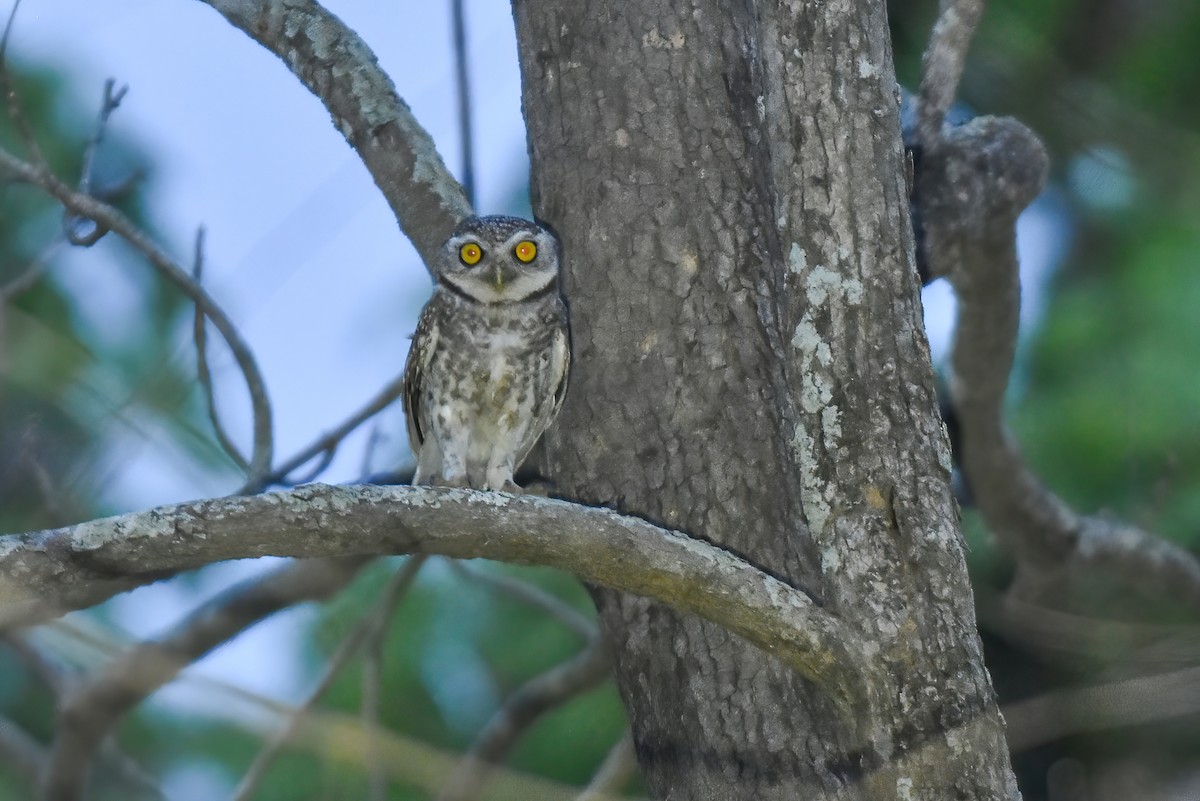 Spotted Owlet - ML618021566