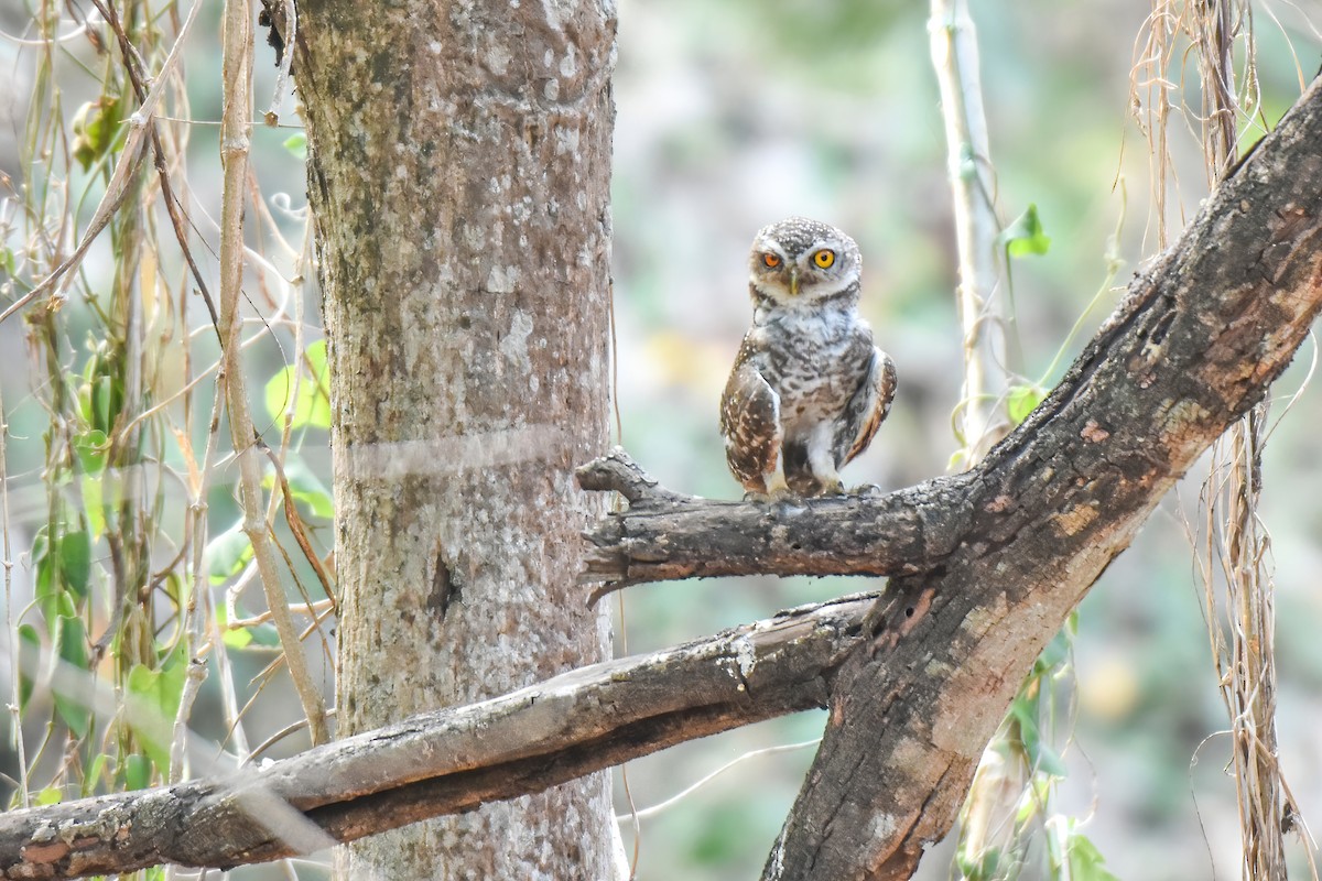 Spotted Owlet - Thitiphon Wongkalasin