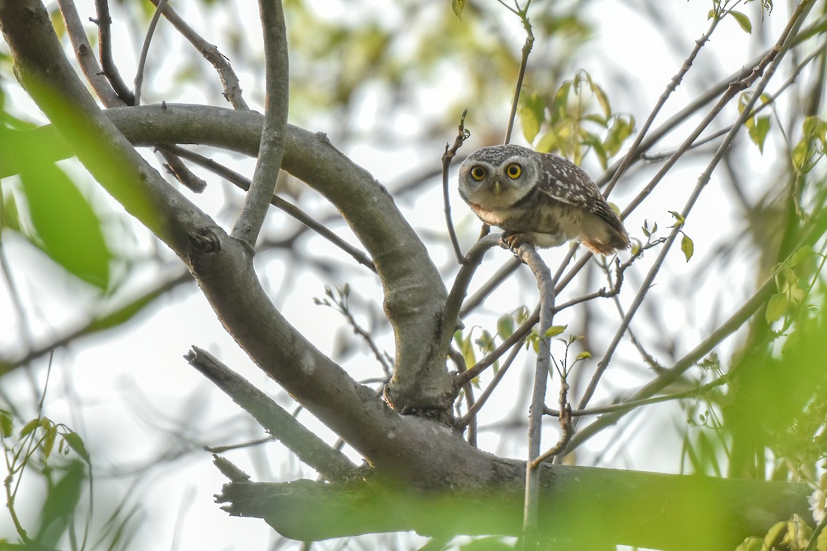 Spotted Owlet - ML618021569