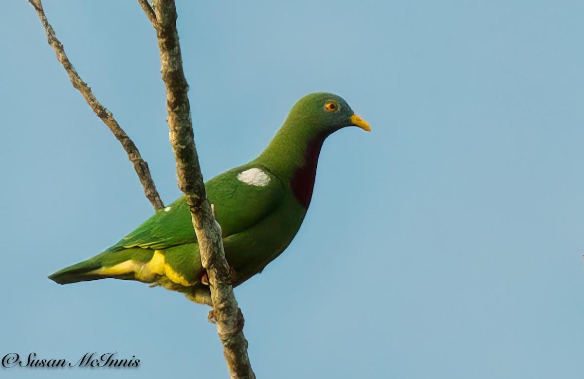 Claret-breasted Fruit-Dove - ML618021582