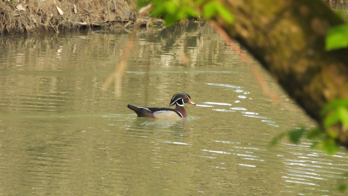 Wood Duck - Travis Young