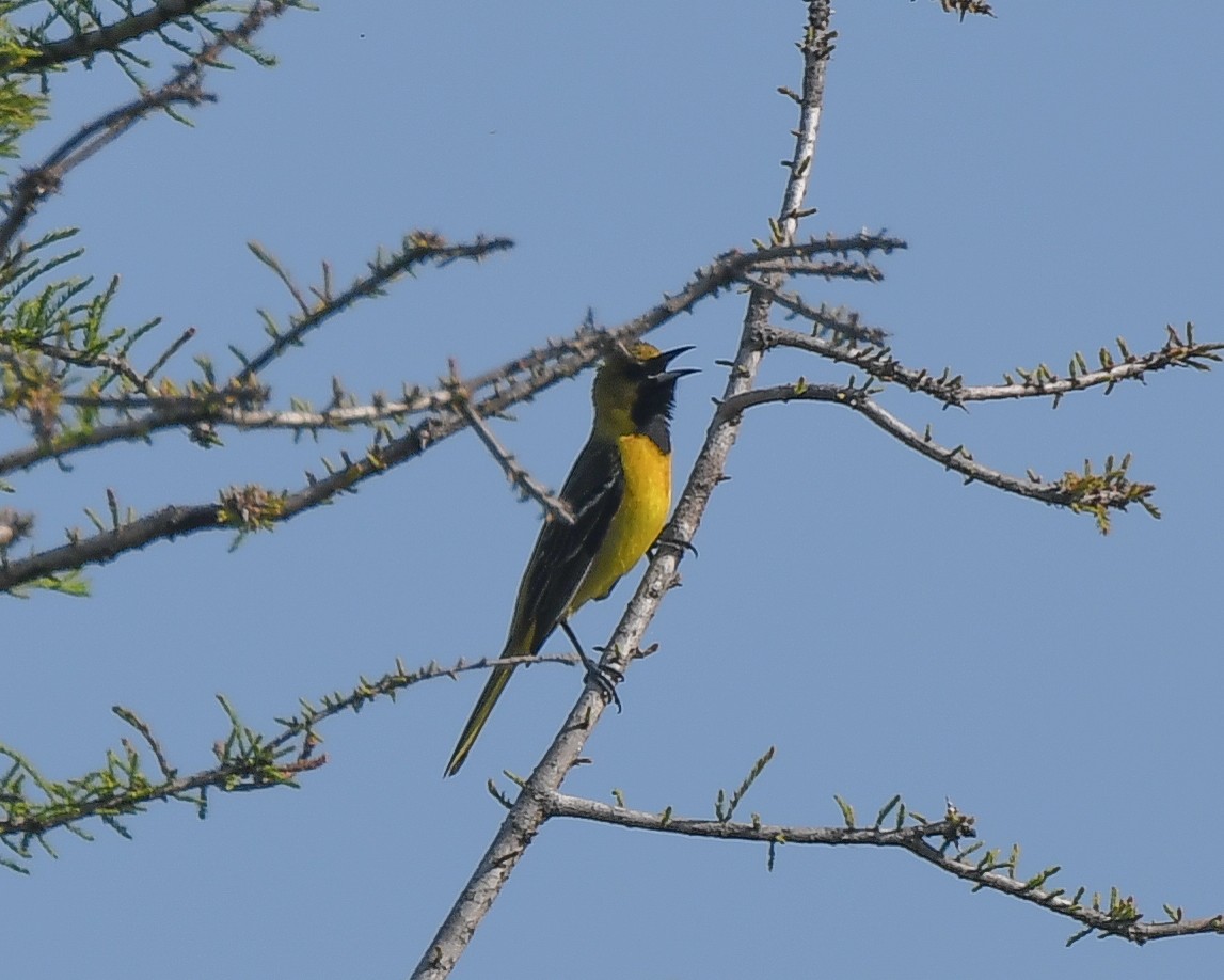 Orchard Oriole - ML618021601