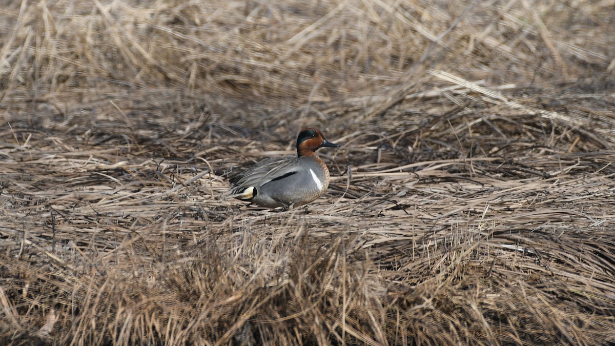Green-winged Teal - Marc Poirier